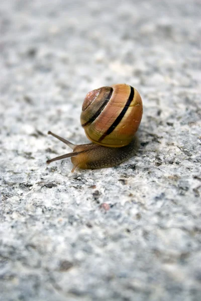 Sea Snail — Stock Photo, Image