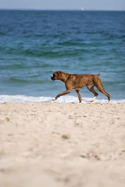 海岸の犬は — ストック写真