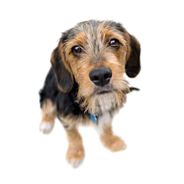 Oturma sevimli köpek yavrusu köpek — Stok fotoğraf