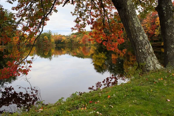 New England Foliage — Stock Photo, Image