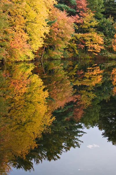 Verbindendes Herbstlaub — Stockfoto