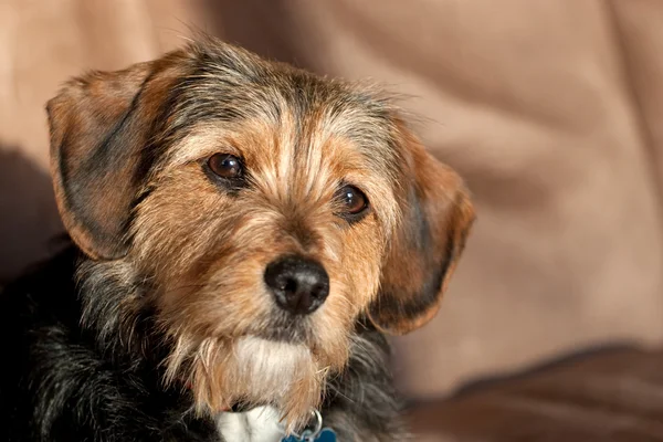 Yorkie mix pes — Stock fotografie