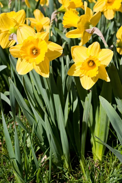 Narcisos de primavera — Fotografia de Stock