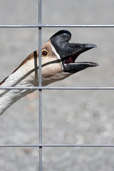 Angry Goose — Stock Photo, Image