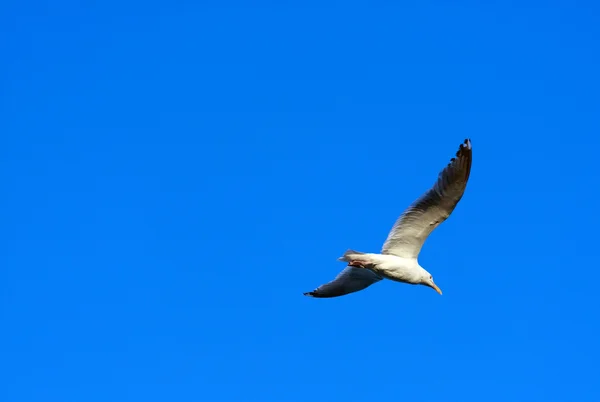 Чайка летит — стоковое фото