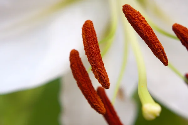 Branco Lily macro — Fotografia de Stock