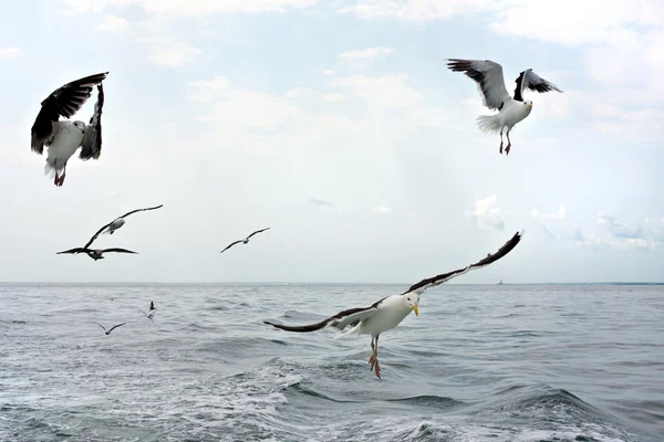 Flock of Seagulls — Stock Photo, Image
