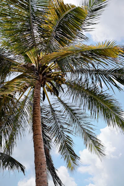 Palma tropikalna — Zdjęcie stockowe