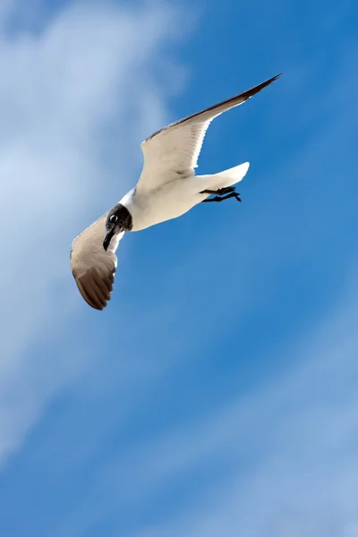 Caribbean Seagull Flying — Stock Photo, Image