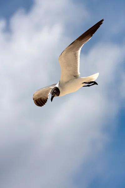 Seagull skyhöga — Stockfoto