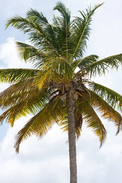 Tropik palmiye ağacı — Stok fotoğraf