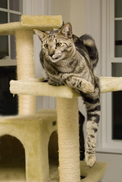 Саванна кішка — стокове фото