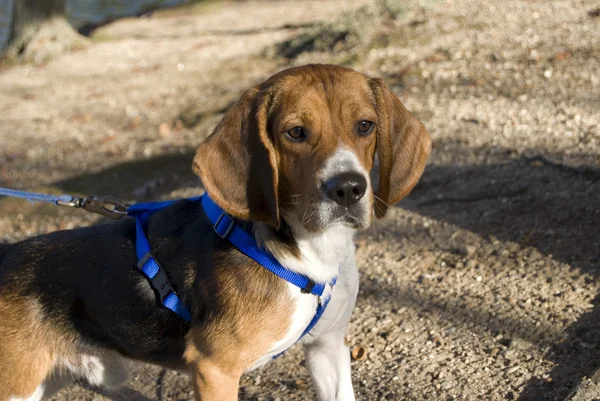 Alert beagle — Zdjęcie stockowe