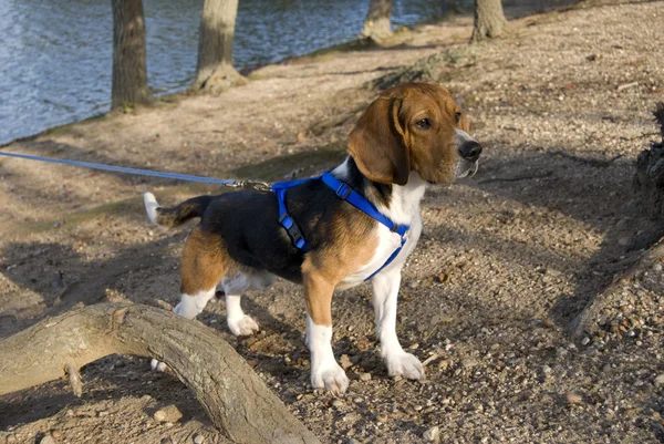Avviso beagle — Foto Stock