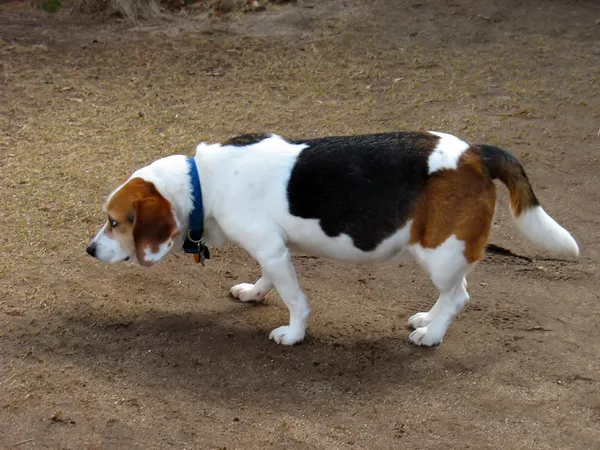 Ondeugende beagle — Stockfoto