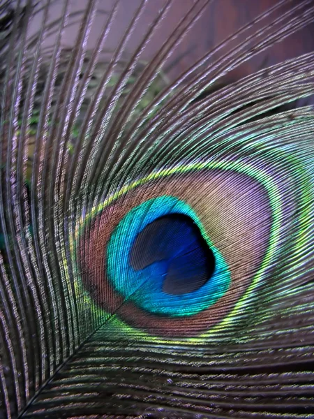 Tavuskuşu Tüyü — Stok fotoğraf