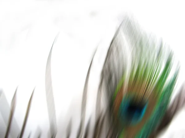 Isolated Peacock Blur — Stock Photo, Image