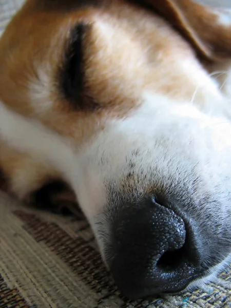 Uykulu beagle burun — Stok fotoğraf