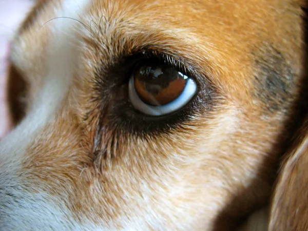 Şirin beagle - makro — Stok fotoğraf