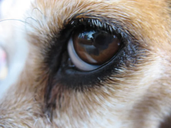 Occhio di Beagle - Macro — Foto Stock