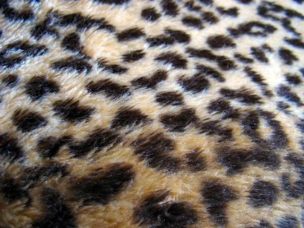 Leopard nyomtatási — Stock Fotó