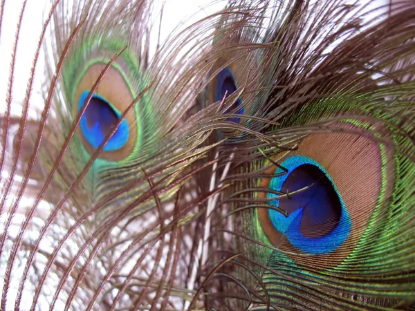 Peacock feathers — Stock Photo, Image