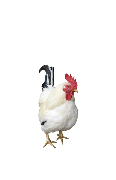 Курица с клиппингом — стоковое фото