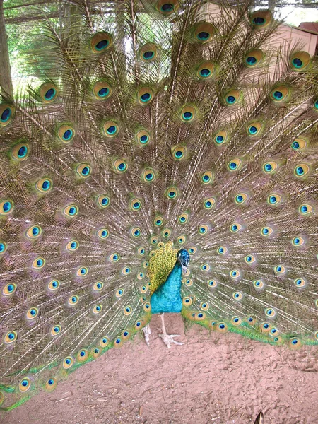 Peacock Spread — Stock Photo, Image