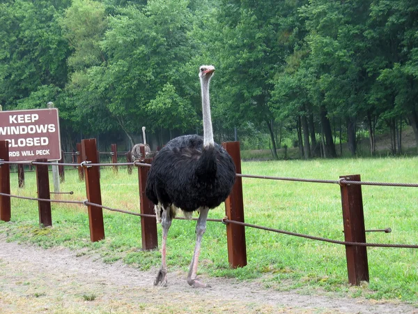 Duże emu — Zdjęcie stockowe