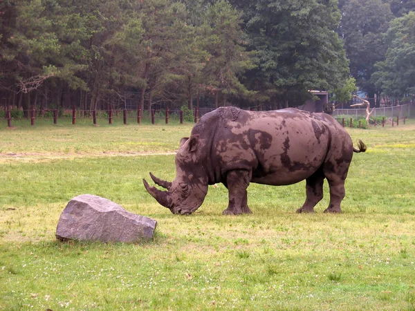 Um rinoceronte — Fotografia de Stock