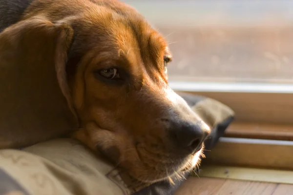Ospalý beagle — Stock fotografie
