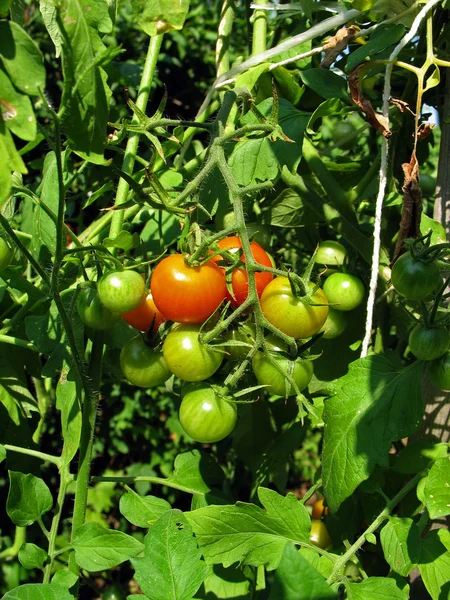 stock image Fresh tomatoes