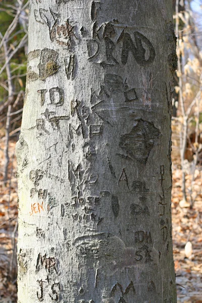 Tree carvings — Stock Photo, Image