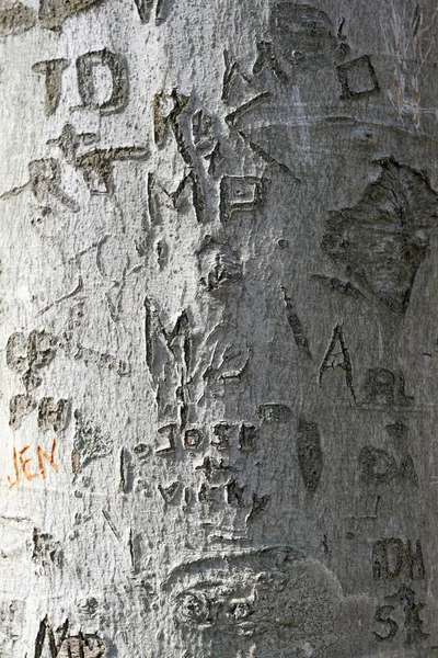 Tree carvings — Stock Photo, Image