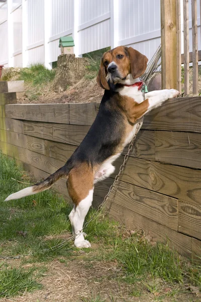Beagle Pup — Stockfoto