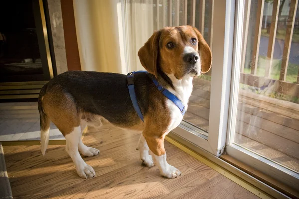 Cachorro de beagle — Foto de Stock