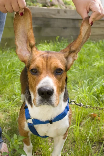 Grande beagle orelhudo — Fotografia de Stock