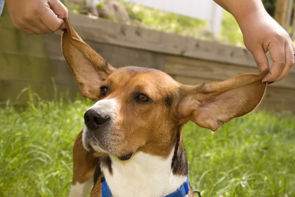 Big Beagle orecchio — Foto Stock
