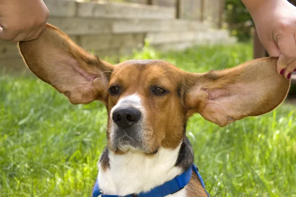 Gran Oreja Beagle — Foto de Stock