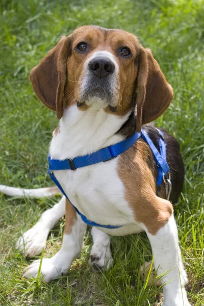 Genç beagle köpek — Stok fotoğraf