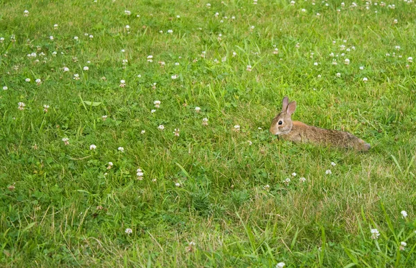 Divoký králík — Stock fotografie