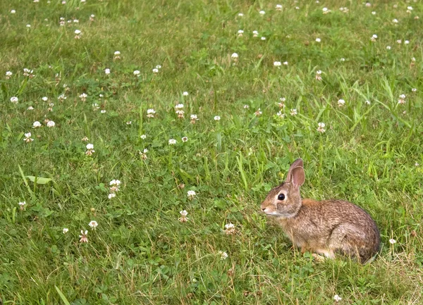 Yabani tavşan — Stok fotoğraf