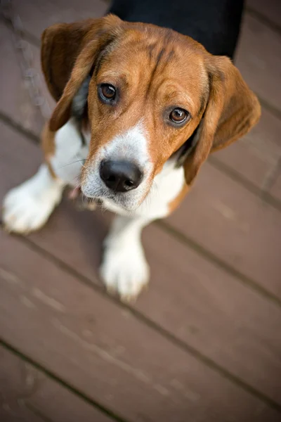 Zvědavý beagle — Stock fotografie