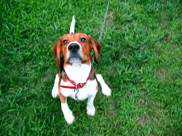 Roztomilý beagle — Stock fotografie