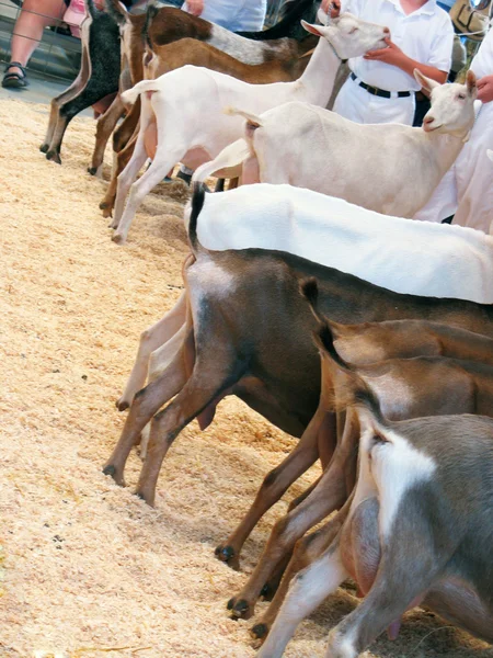 Formação de cabras — Fotografia de Stock