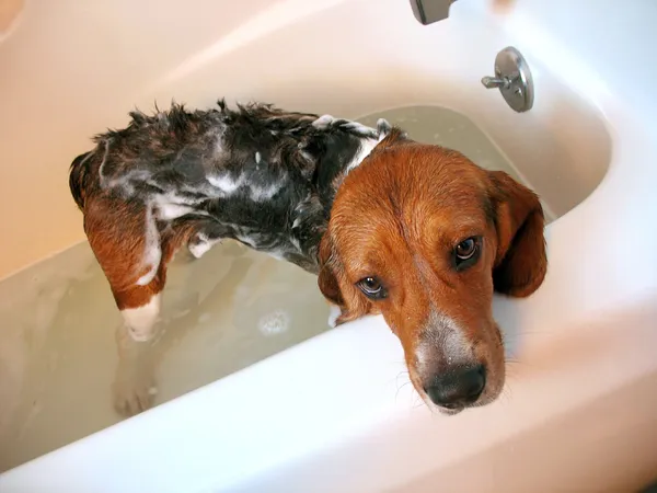Kąpiel psa — Zdjęcie stockowe