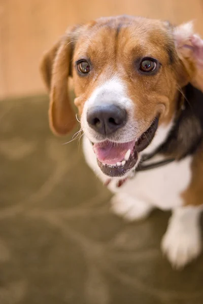 かわいいビーグル犬 — ストック写真