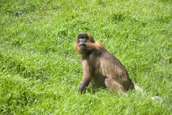 Mono babuino —  Fotos de Stock