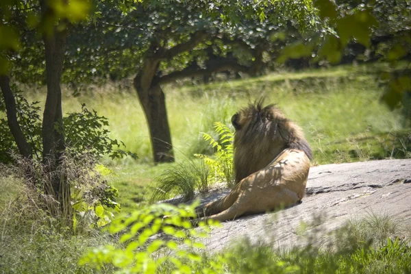 Male Lion — Stock Photo, Image