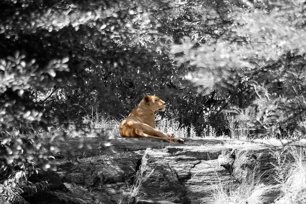 Lion femelle au repos — Photo